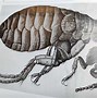 Image result for Science Textbook Illustrations