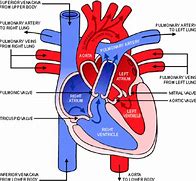 Image result for Carotid Arteries Diagram