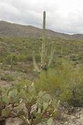 Image result for Segura Cactus Forest