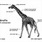 Image result for Animal Adaptations Giraffe