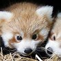 Image result for Baby Red Panda Bear