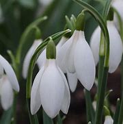 Image result for Galanthus Pausbacke