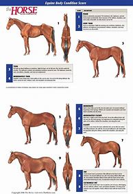 Image result for Horse with Bit