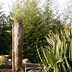 Yucca rostrata 的图像结果
