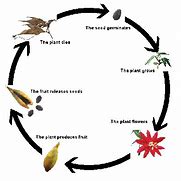 Image result for Basic Plant Life Cycle