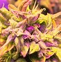 Image result for Fire OG Buds