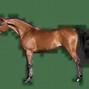 Image result for Arabian Horse Farms