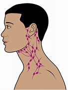 Image result for The Lymph Nodes and Lymphatic System