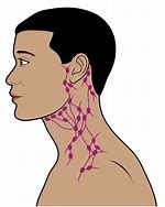 Image result for Lymph Nodes On Back of Head