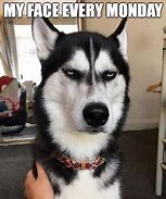 Image result for Funny Husky Images