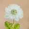 Image result for Anemone coronaria Mount Everest