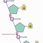 Image result for DNA and RNA Bases