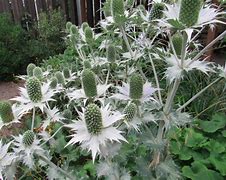 Eryngium giganteum に対する画像結果