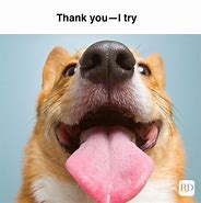 Image result for Thank You so Much Dog Meme
