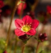 Image result for Saxifraga arendsii Highlander White and Red