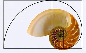 Image result for Golden Ratio Diagram Shell