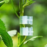 Image result for Spring Loaded Tomato Grafting Clips