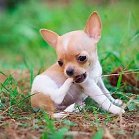 Image result for Little Chihuahua Dog