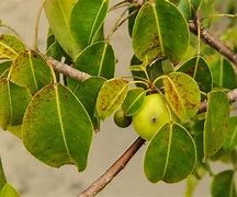 Image result for Manchineel Tree Artwork