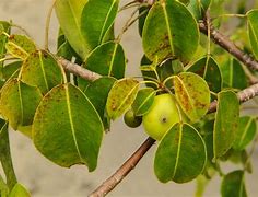 Image result for Baby Manchineel Tree