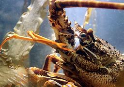 Image result for Giant Lobster Pet