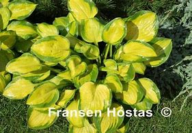 Image result for Hosta Heart And Soul
