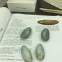 Image result for Types of Mussel Shells