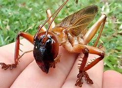 Image result for Cricket Insect South African