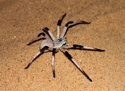 Image result for Biggest Spider in the Universe