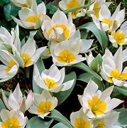 Image result for Tulipa polychroma