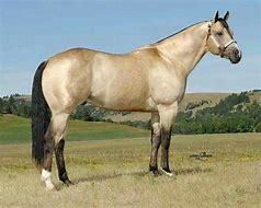 Image result for Quarter Horse