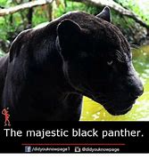 Image result for Black Panther Animal Memes