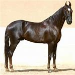 Image result for Rajputs Marwari Horse