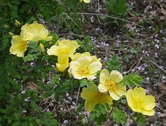 Image result for Rosa Xantippe