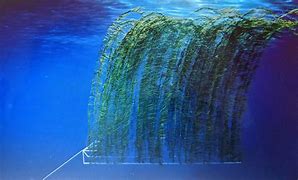 Image result for Marine Permaculture