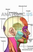 Image result for Anatomia Cara
