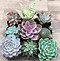 Image result for Succulent Plants