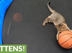 Image result for Cat Playing Basketball