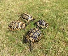 Image result for Testudo hermanni