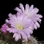 Image result for Desert Cactus with Flowers