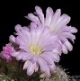 Image result for Desert Plants Cactus Flower