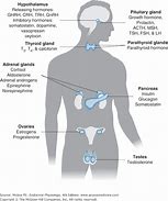 Image result for Neuroendocrine Organs
