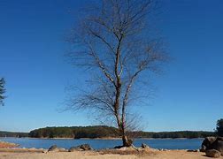 Image result for Nature Images with Single Tree