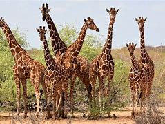 Image result for Kenya Giraffe