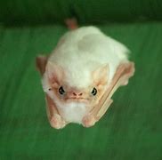 Image result for Bat On Tooth Brish