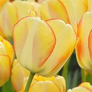 Image result for Tulipa Beauty of Spring