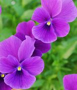 Image result for Viola cornuta