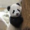 Image result for Aroo Sad Panda Emoji