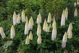 Image result for Lupinus Noble Maiden