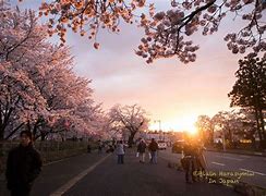 Image result for Japan Yokohama Nature